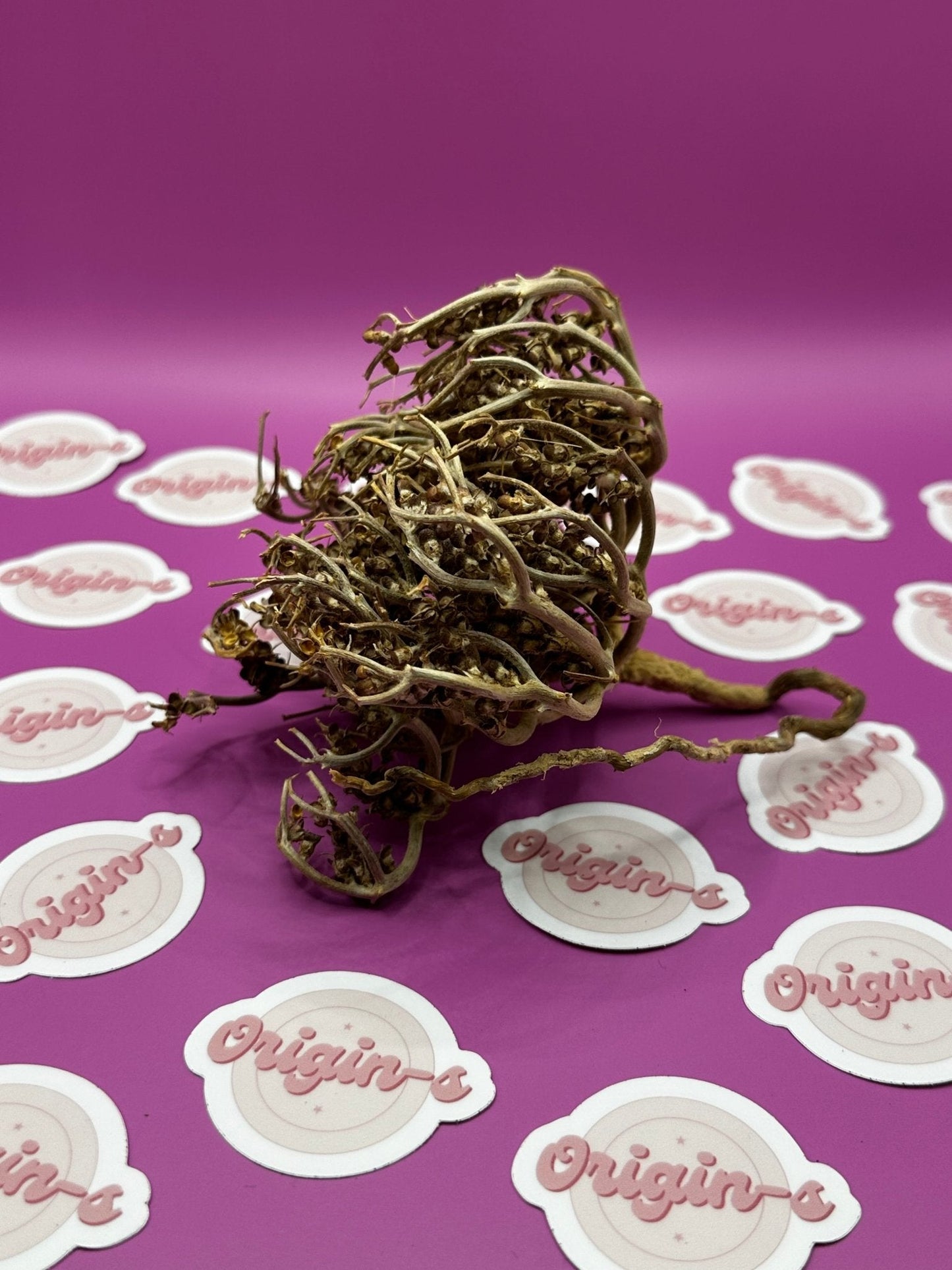 Rose de Jericho - ORIGIN-S